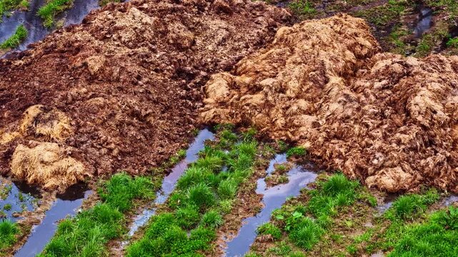 Aerial top-down drone flyover of large cattle manure piles on wet muddy farmland with patches of green grass and water puddles between organic waste heaps
