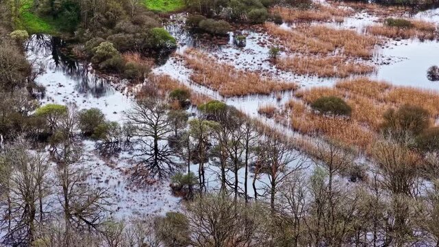 Flooded wetlands with reeds shallow water channels and scattered trees in Bri&egrave;re Regional Natural Park, aerial medium orbit backdrop