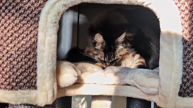 Fluffy tabby feline grooming inside a cozy indoor pet condo, relaxing on a soft plush bed in warm window sunlight&mdash;calm home comfort and cute animal behavior.