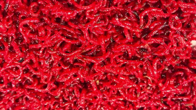 Close-up of vibrant red worms, showcasing texture and natural patterns