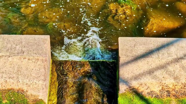 Top-down view of water flowing through a narrow concrete sluice, with mossy edges and sunlit ripples. Small canal spillway texture for nature and infrastructure themes.