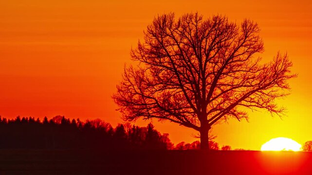 Telephoto time-lapse of large blazing sun disk slowly setting behind silhouetted bare leafless tree on flat horizon with fiery orange red and crimson sky in Latvia