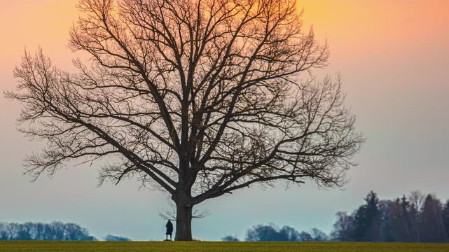 Stunning sunrise time-lapse slowly zooms into large bare oak tree with lone person standing beneath it as sky transitions from cool pink through warm orange to deep golden glow