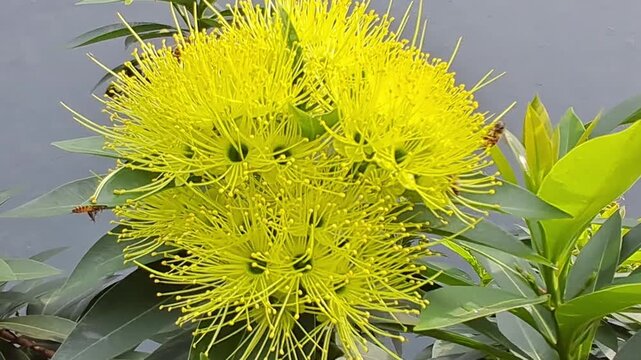 A wide close-up shot of bright yellow Xanthostemon or Golden Penda flowers in full bloom.