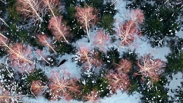Snow covered forest with leafless trees and dark evergreen canopy forming winter pattern, aerial
