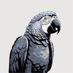 Obraz premium African Grey Parrot Portrait with Detailed Feathers.