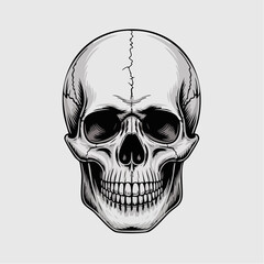 Detailed Skull Illustration Focused On Main Subject. © Rum
