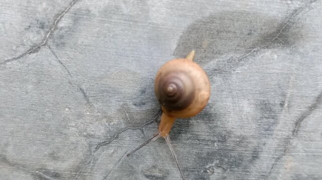 snails moving slowly on the wall, with negative space, the proverb slow and steady makes perfect