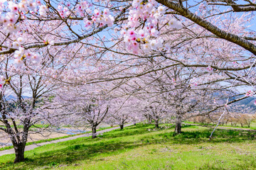 Fototapeta premium 春 宮城丸森の桜づつみ公園を歩く 