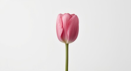 Fototapeta premium Pink tulip flower head standing alone on minimal white surface