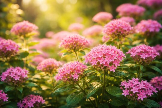 Perennial plant with pink star shaped blooms flourishing in bright late summer light