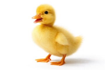Fototapeta premium A cheerful yellow duckling standing on a bright white surface with visible beak and tail