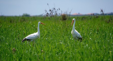Fototapeta premium Two cranes working happily in a lush green field under a bright summer sky