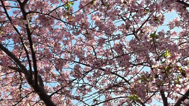 日本の河津桜と鳥の鳴き声