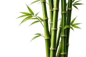 Fototapeta premium Green Bamboo Stalks with Leaves Isolated on White Background