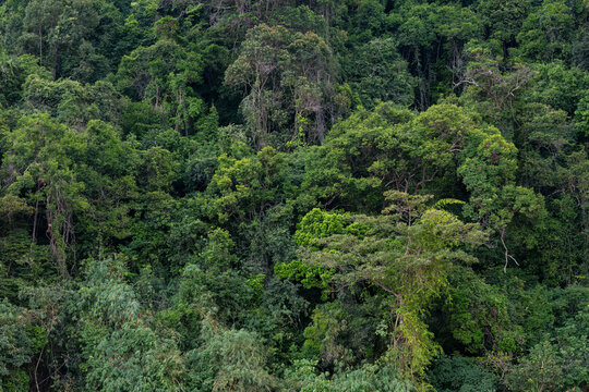 Lush Tropical forest on one of the islands in the Andaman Sea, Near Krabi, southern Thailand.

