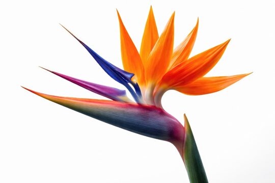 Close up of a vibrant strelitzia flower on a clean white background