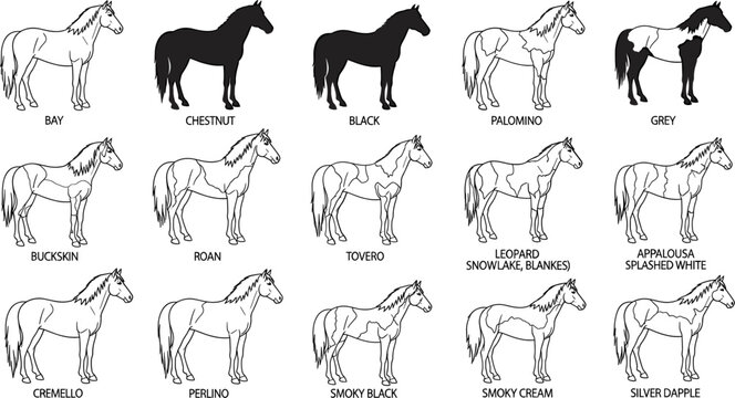 Horse Breeds and Coat Colors: Diverse Horse Colors and Patterns in Line Art Illustrations