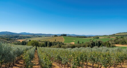 Fototapeta premium Vibrant vineyard landscape with olive trees and rolling green hills under a clear blue sky for promotional use