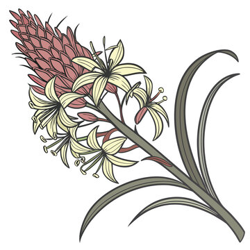 pineapple lily colorful on white background