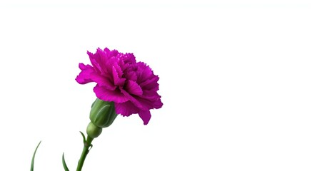 Fototapeta premium Vivid purple carnation flower framed by a smooth white background