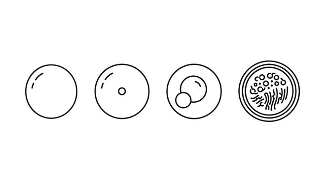 Cell Biology: Stages of Cell Division and Structure - Microscopic View