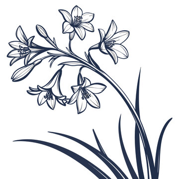 paperwhite silhouette on white background