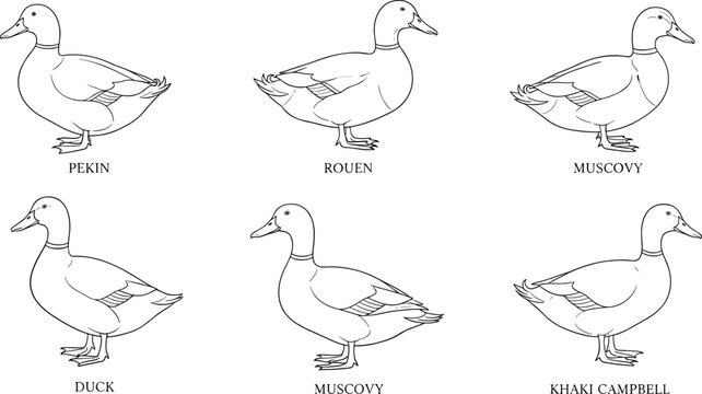 Duck Breeds Line Art: Pekin, Rouen, Muscovy, and Khaki Campbell Duck Illustrations