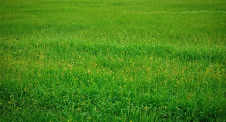 Obraz premium Large rural meadow with vibrant greenery