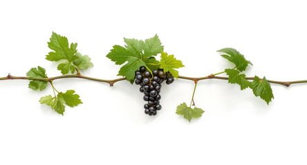 Fototapeta premium White backdrop featuring a fresh miniature grapevine branch with developing grapes