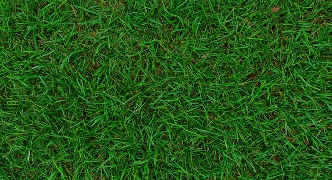 Techniques to Reduce Crab Grass Growth in Residential Lawns