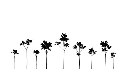 Fototapeta premium A group of palm trees standing together