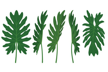 Vector illustration set of philodendron leaves and tropical houseplants isolated on white. © Hand of Art