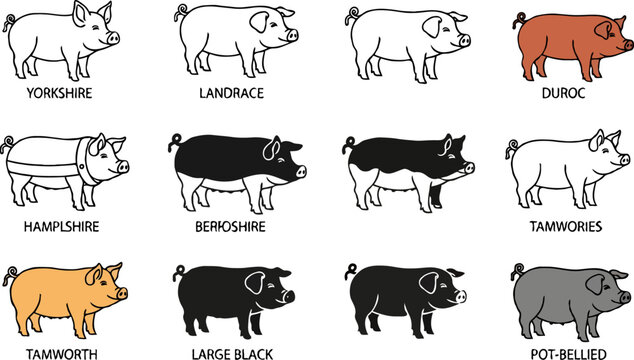 Varieties of Pig Breeds: Yorkshire, Landrace, Duroc, and More