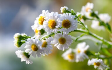 Fototapeta premium Small Wild Daisies Coated with Early Morning Frost in Natural Setting