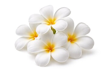Naklejka premium White Plumeria Flowers Blooming Isolated on White Background