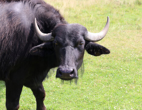 Wasserb&uuml;ffel - Water buffalo