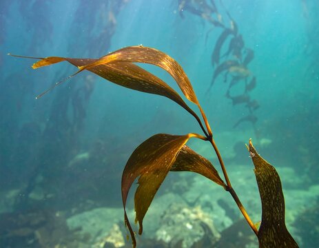 Underwater view of kelp fronds swaying gently in the ocean current.