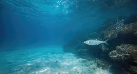 Fototapeta premium White herring exploring fish habitat in pursuit of prey