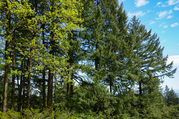 Fototapeta premium Trees in Forest - Nature Background