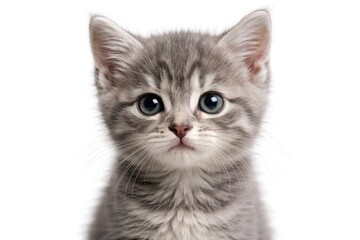 Fototapeta premium Close up portrait of a small gray kitten with bright eyes on a plain white background