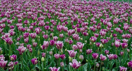 Obraz premium Vibrant field of blooming purple and white tulips with lush green grass