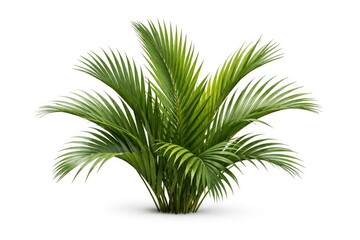 Fototapeta premium Isolated green nipa palm leaves with clipping path on white background