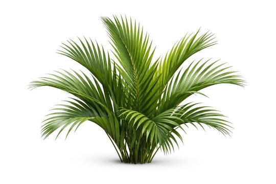 Isolated green nipa palm leaves with clipping path on white background