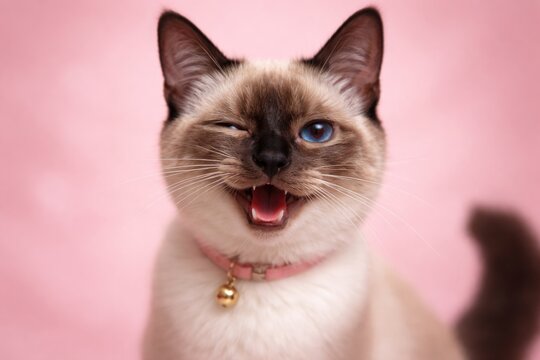 Playful Siamese cat winking with joy on soft pink backdrop