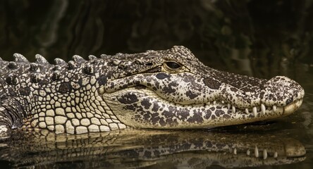 Fototapeta premium Rare saltwater crocodile showing leucistic coloration and ecological adaptation strategies