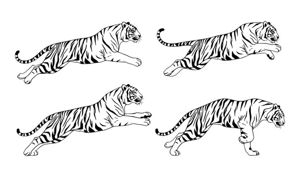 Bengal Tiger Running Animation Set with Dynamic Action Poses Isolated on White Background