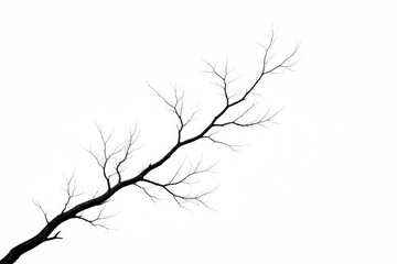 Fototapeta premium minimalist tree branch silhouette on white background
