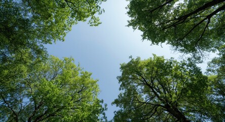 Obraz premium Ground perspective of lush green treetops against clear sky