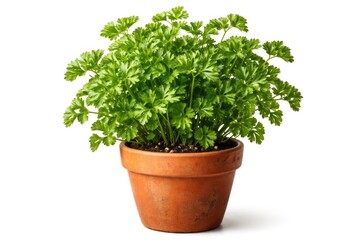 Obraz premium Fresh Green Parsley Plant in Terracotta Pot Isolated on White Background